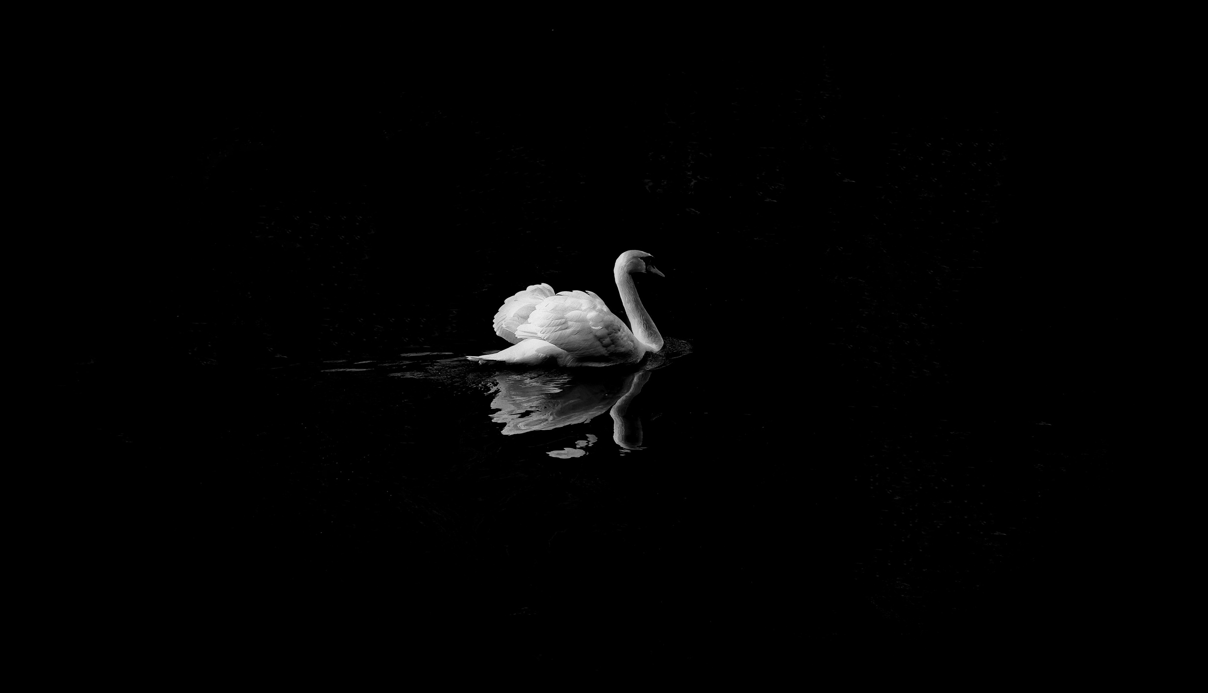 Swan Reflection on Dark Water